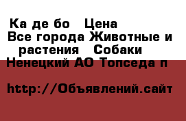 Ка де бо › Цена ­ 25 000 - Все города Животные и растения » Собаки   . Ненецкий АО,Топседа п.